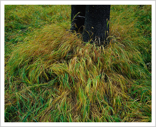 Mountain Meadow Grass in Fall