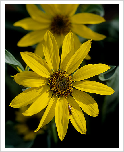 Idaho Sunflower Study