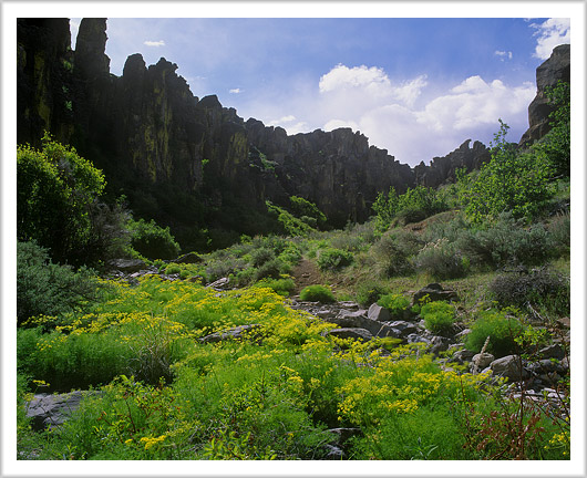 Springtime in Desert Canyon