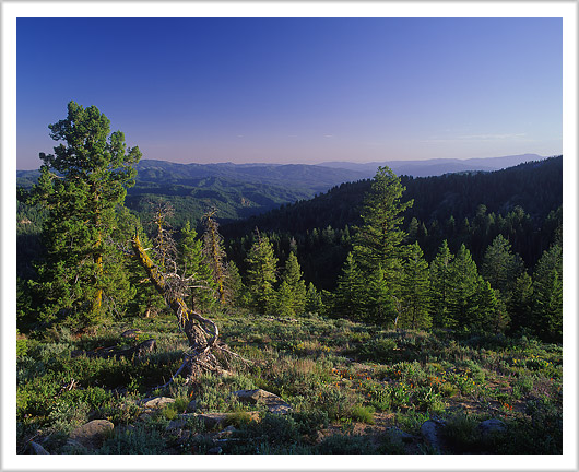 Idaho Forest in Early Summer