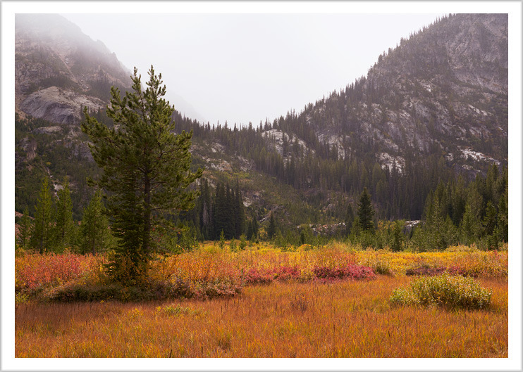 Alpine Meadow in Fall Color