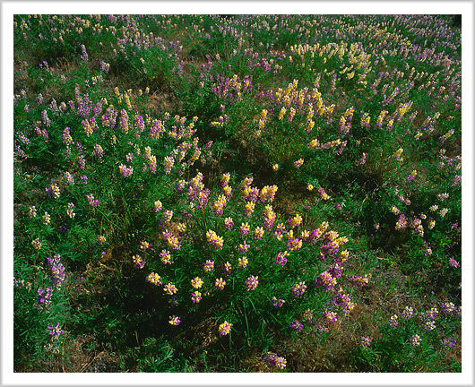 Field of Lupine Flowers