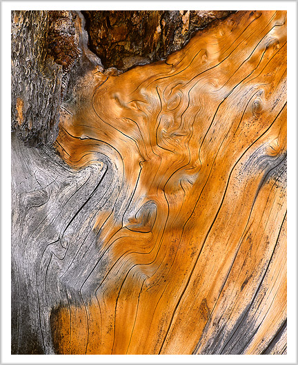 Fine Detail of Desert Pine