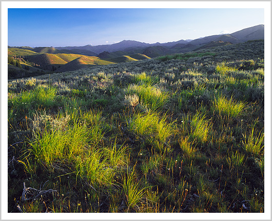 Sunrise and High Desert Grass