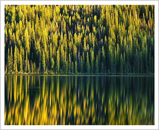 Forest Lake Reflection