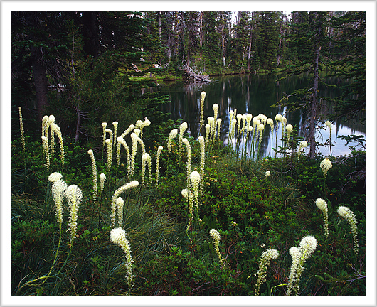 Bear Grass Flowers at Mountain Lake