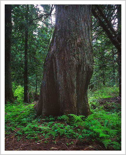 Hobo Grove Cedar Tree