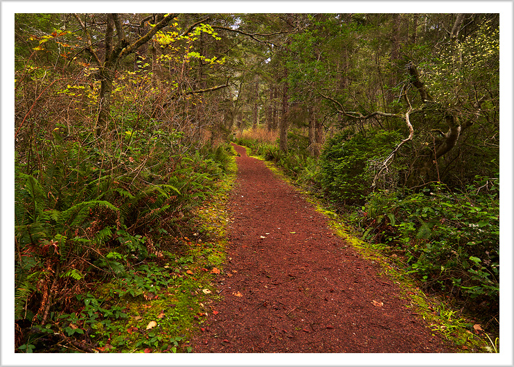 Oregon Forest Trail