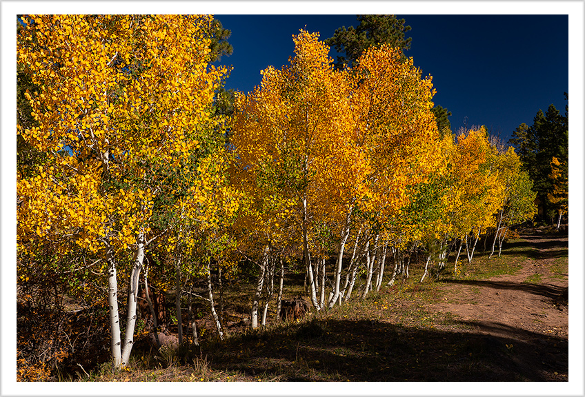 Fall Color of Boulder Mountain