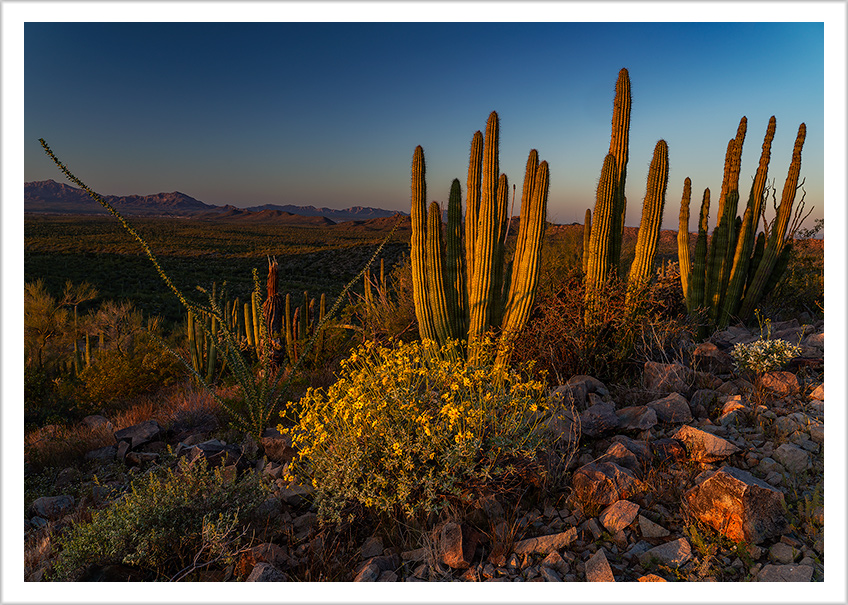 First Light at Organ Pipe Monument