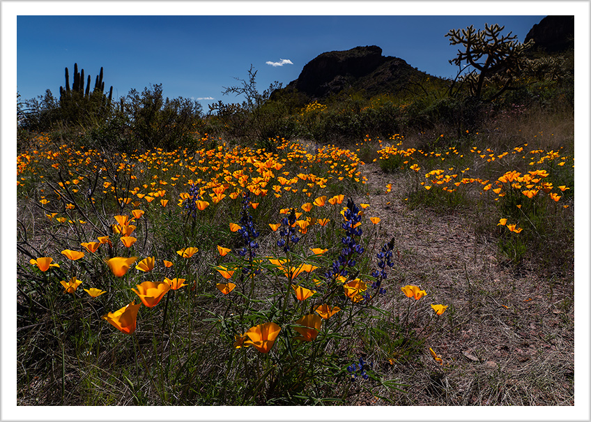 Gold Poppies at Organ Pipe Monument