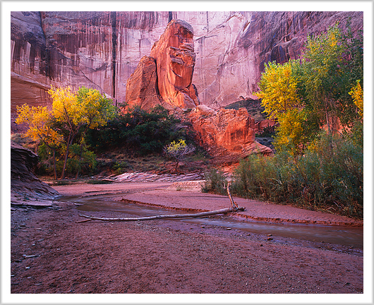 Fall Colors of Coyote Gulch